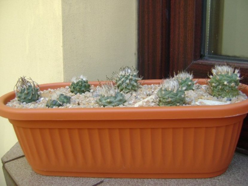 Grup de 8 Turbinicarpus - Cactusi 2019 bis