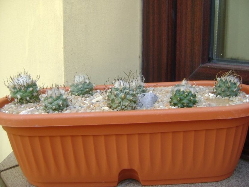 Grup de 8 Turbinicarpus - Cactusi 2019 bis