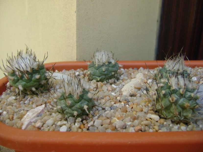 Grup de 8 Turbinicarpus - Cactusi 2019 bis