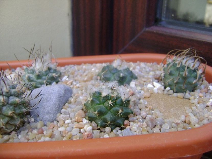 Grup de 8 Turbinicarpus - Cactusi 2019 bis