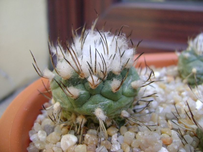 Turbinicarpus hibrid 1 - Cactusi 2019 bis