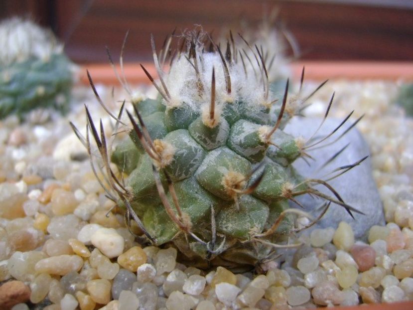 Turbinicarpus hibrid 3 - Cactusi 2019 bis