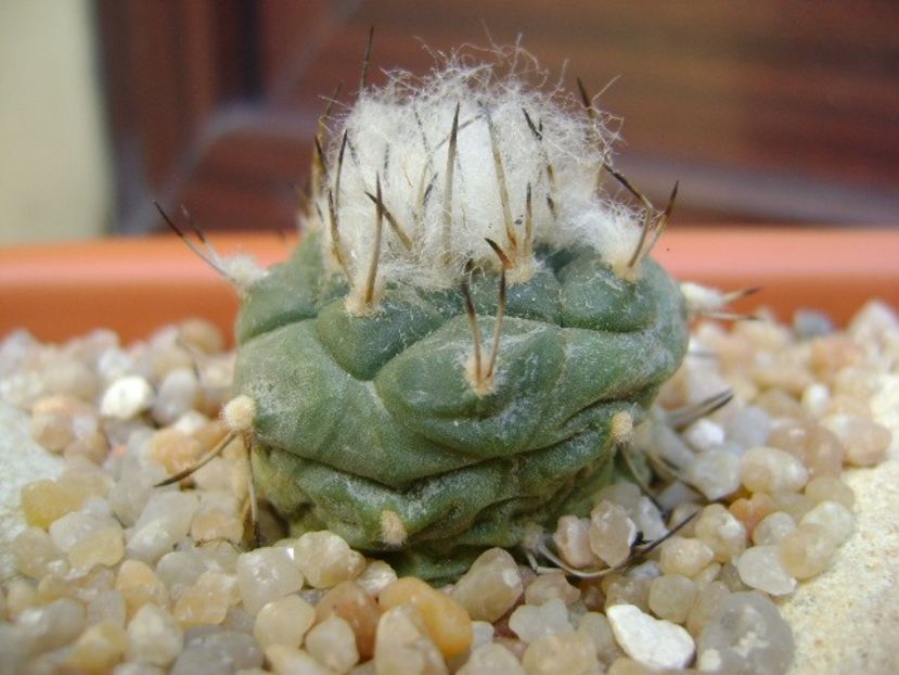 Turbinicarpus hibrid 4 - Cactusi 2019 bis