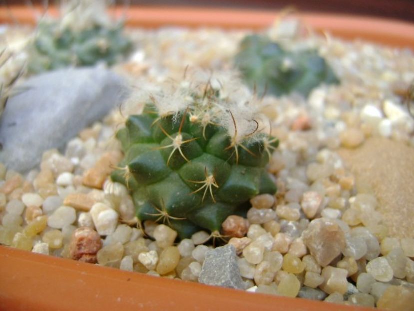 Turbinicarpus laui - Cactusi 2019 bis