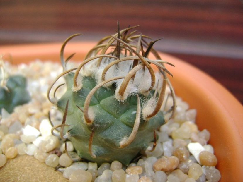 Turbinicarpus klinkerianus - Cactusi 2019 bis