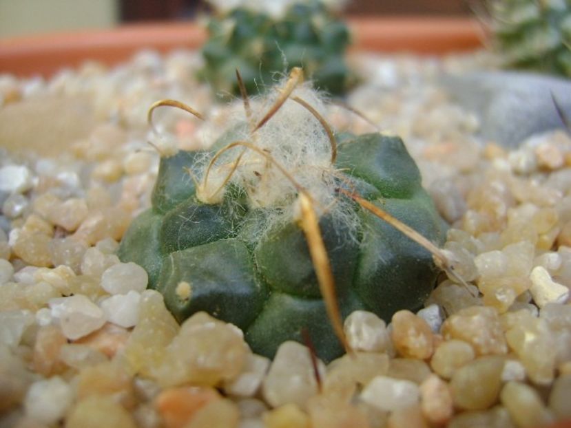 Turbinicarpus bonatzii - Cactusi 2019 bis