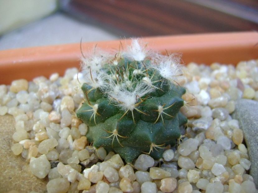 Turbinicarpus laui - Cactusi 2019 bis