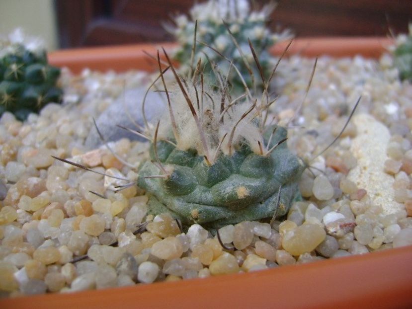 Turbinicarpus hibrid 5 - Cactusi 2019 bis