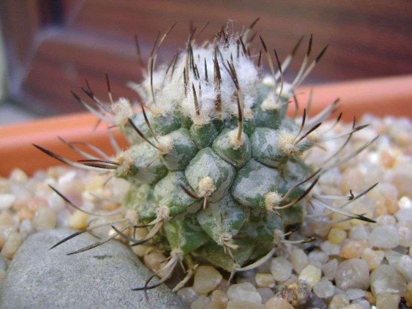Turbinicarpus hibrid 3 - Cactusi 2019 bis