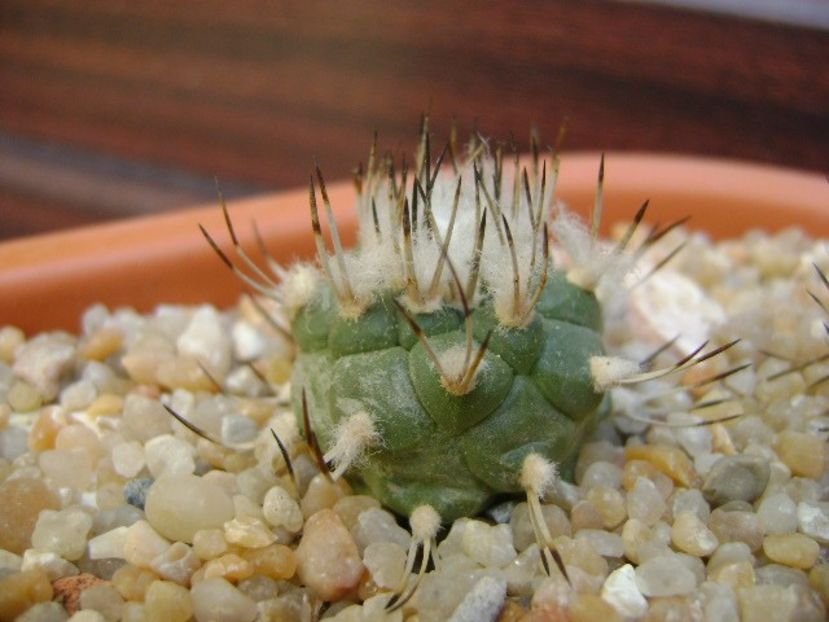 Turbinicarpus hibrid 2 - Cactusi 2019 bis
