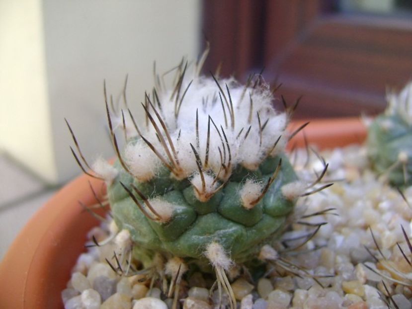 Turbinicarpus hibrid 1 - Cactusi 2019 bis