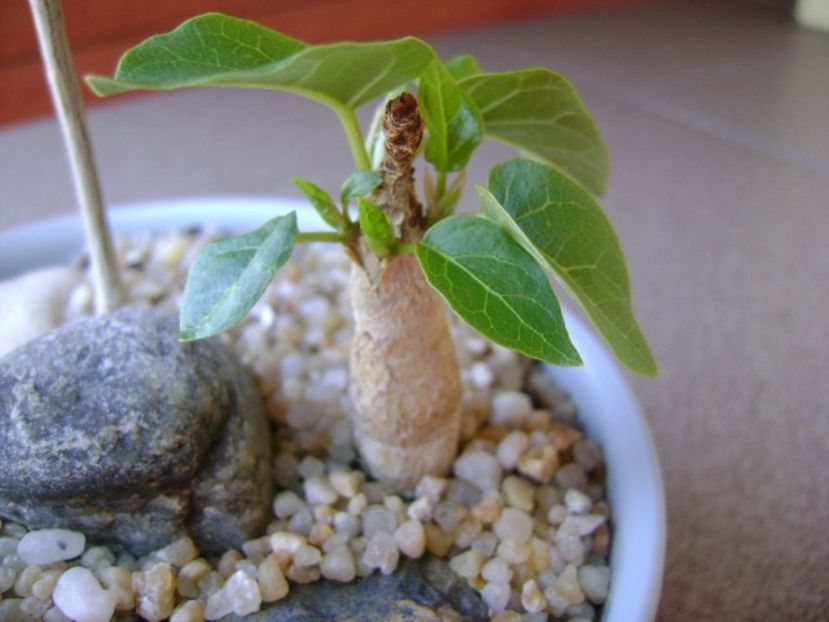 Ficus abutilifolia - Caudiciforme si bulbi 2019