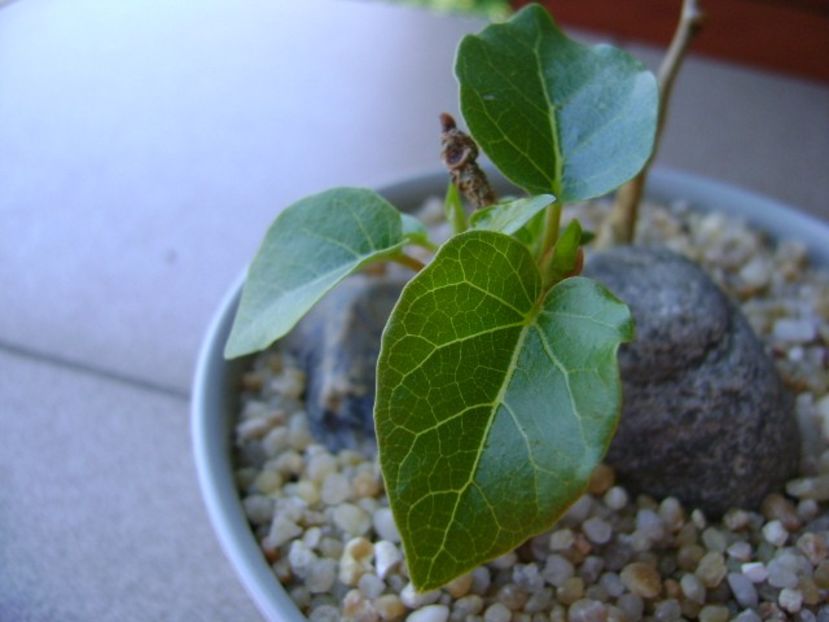 Ficus abutilifolia - Caudiciforme si bulbi 2019