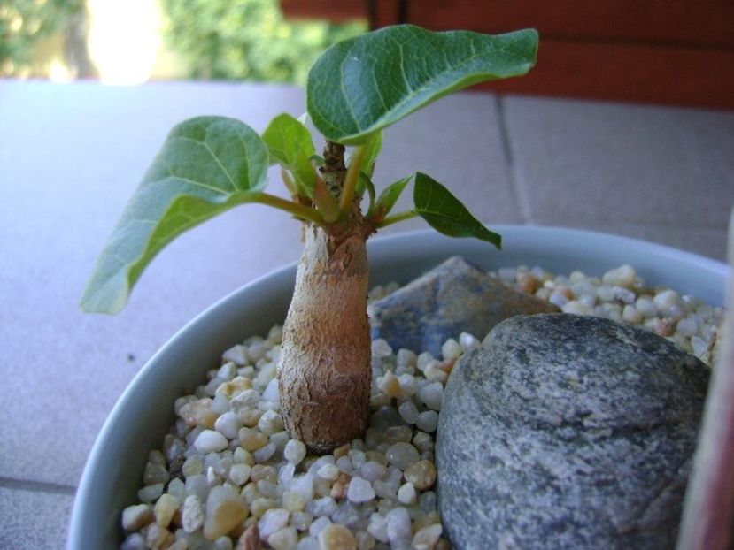 Ficus abutilifolia - Caudiciforme si bulbi 2019