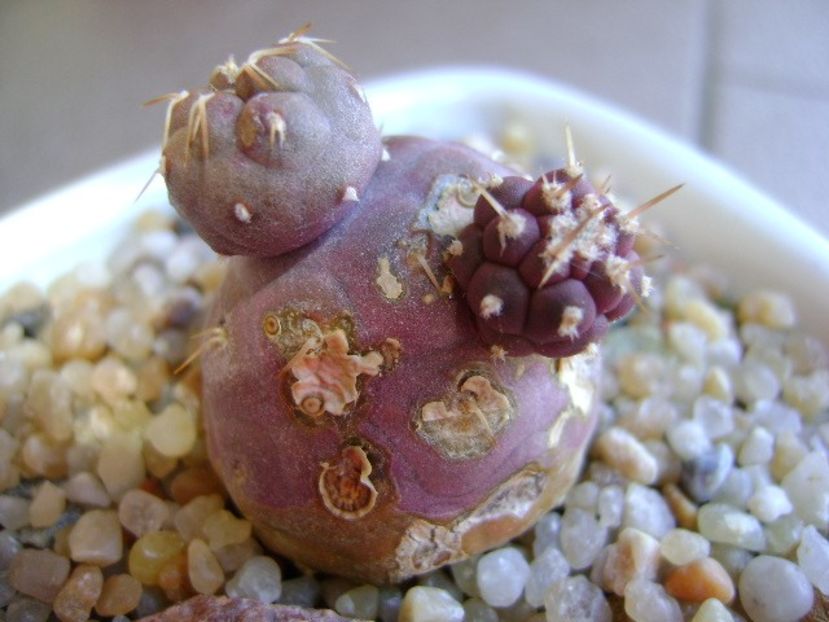 Tephrocactus geometricus - Cactusi 2019 bis