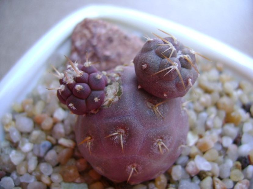 Tephrocactus geometricus - Cactusi 2019 bis