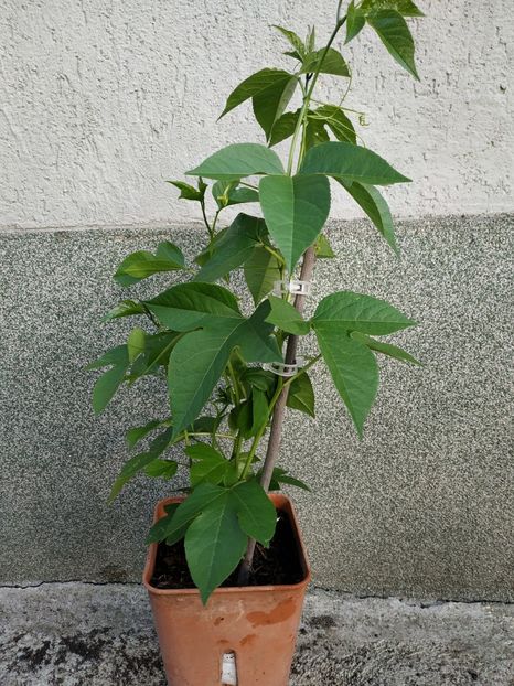  - Passiflora incarnata