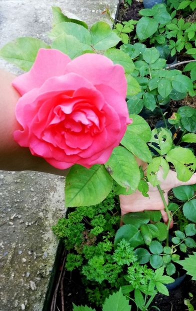  - Dee dee Bridgewater