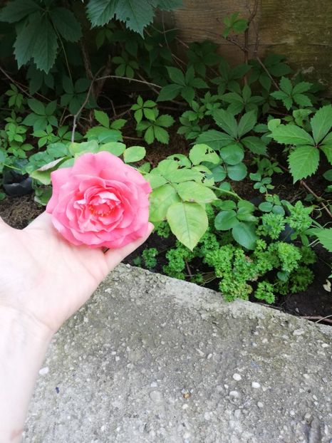  - Dee dee Bridgewater