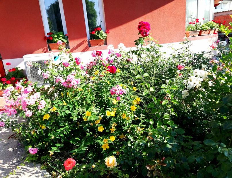  - Arbori -arbusti ornamentali de exterior si liane