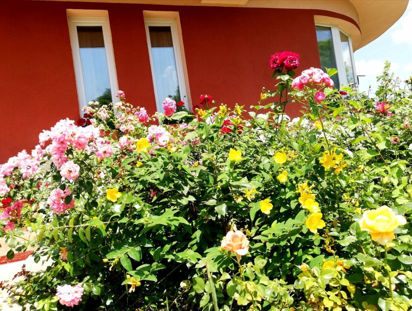  - Arbori -arbusti ornamentali de exterior si liane