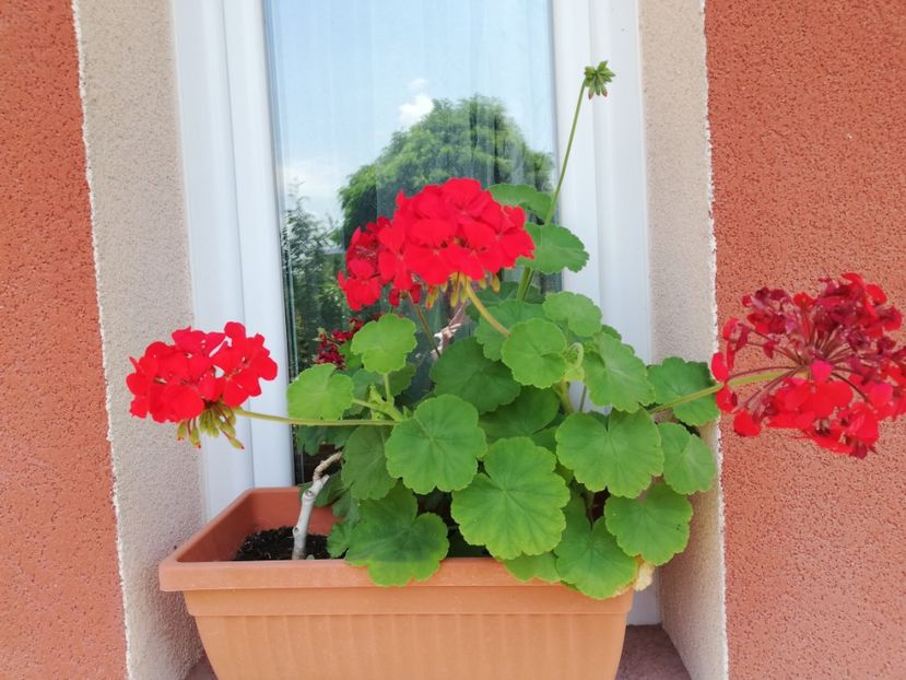  - Plante de interior