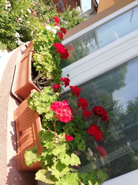  - Plante de interior