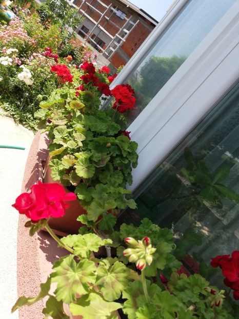  - Plante de interior