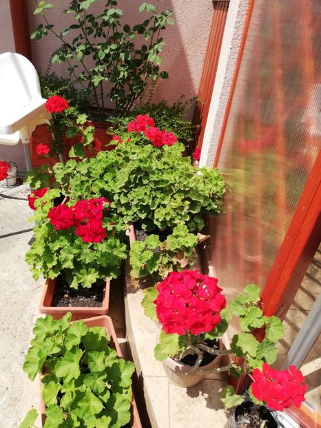  - Plante de interior