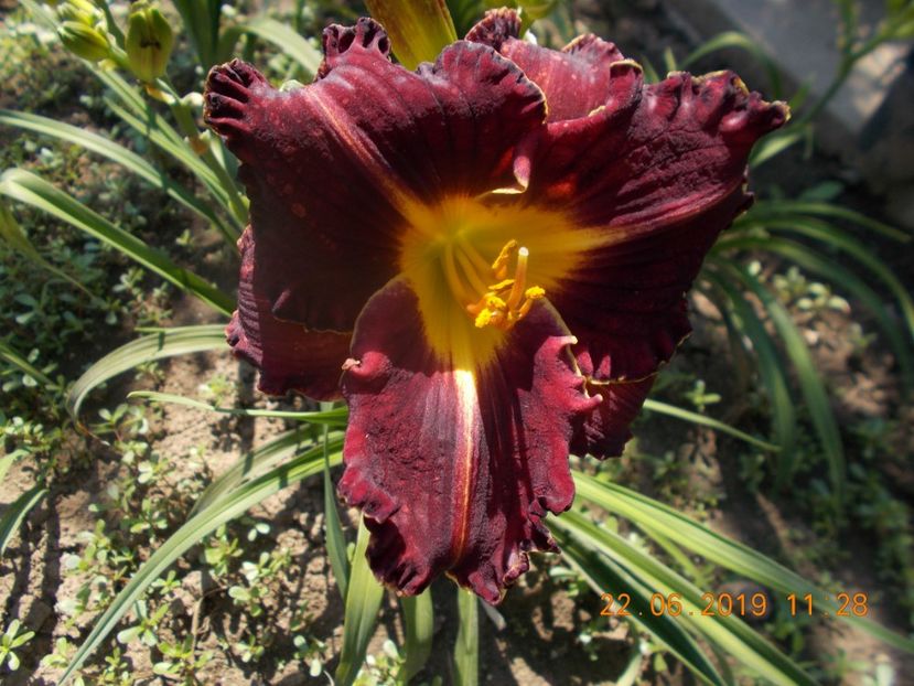 s-r3,l12-purplecious - HEMEROCALLISI-2019