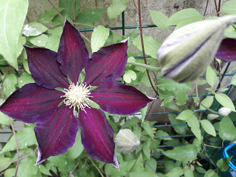  - Din gradină - 2019