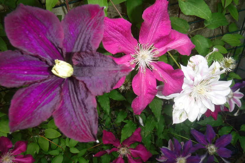  - Din gradină - 2019