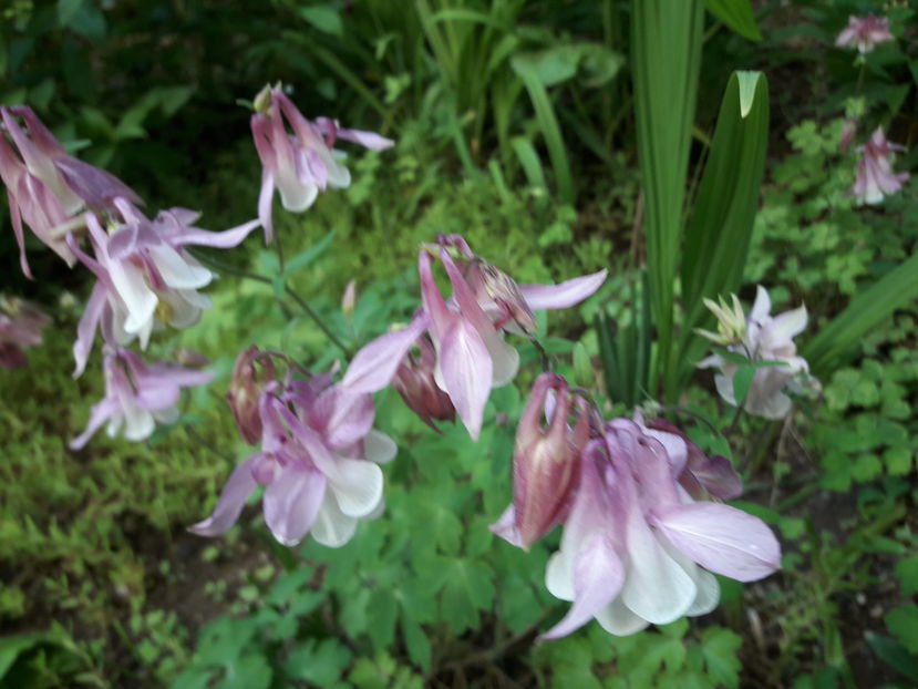  - Din gradină - 2019