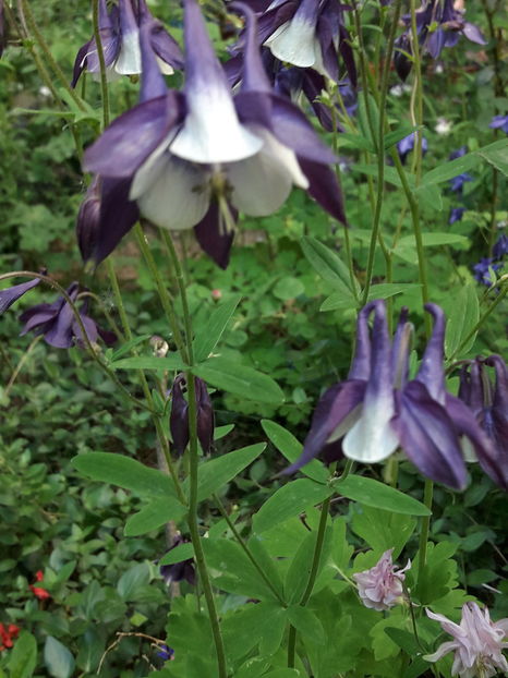  - Din gradină - 2019