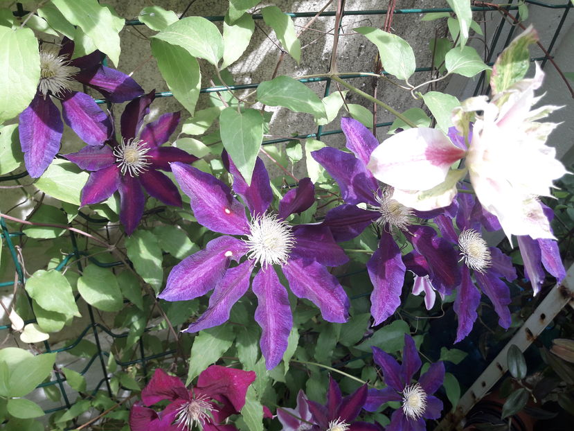  - Din gradină - 2019