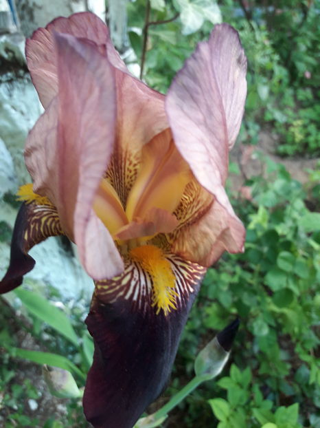  - Din gradină - 2019