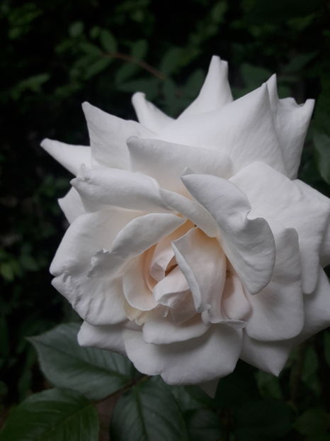  - Din gradină - 2019