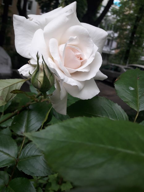  - Din gradină - 2019