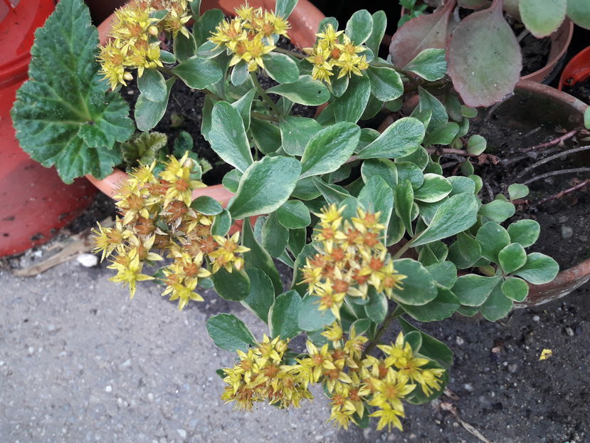  - Din gradină - 2019