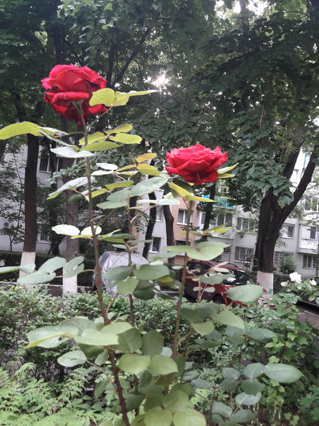  - Din gradină - 2019