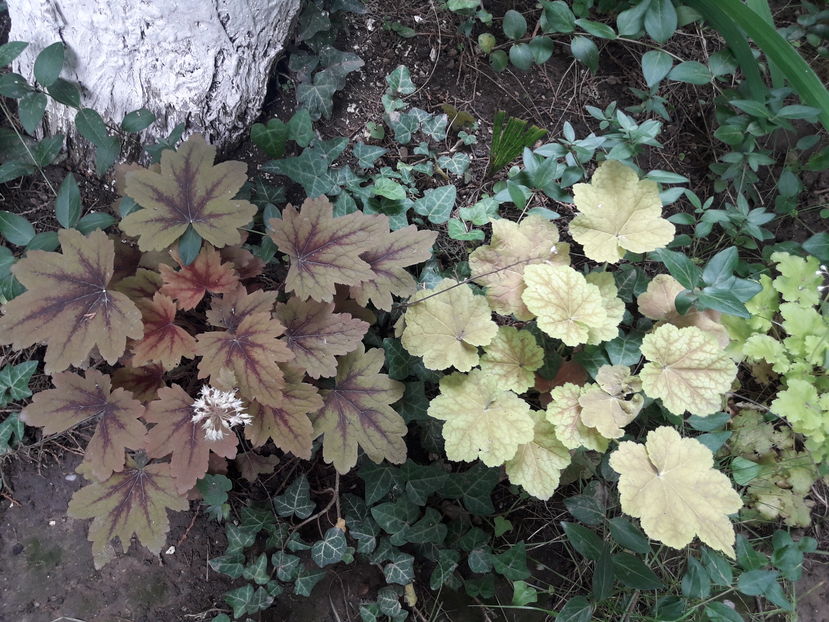  - Din gradină - 2019