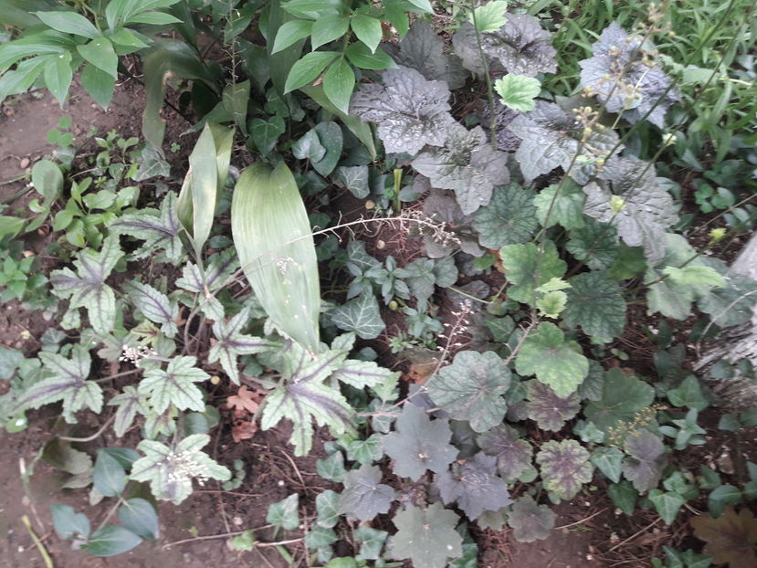  - Din gradină - 2019