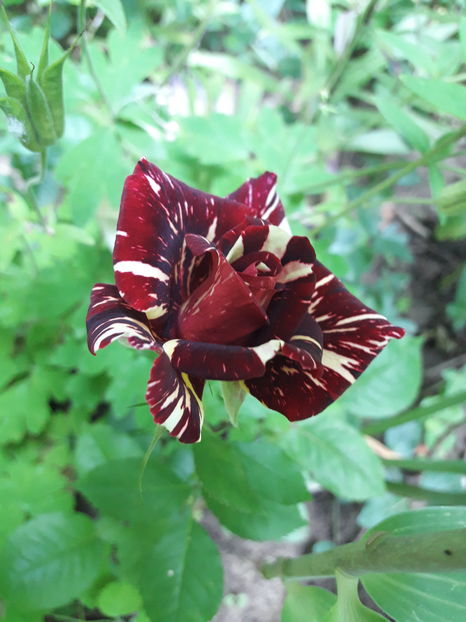  - Din gradină - 2019