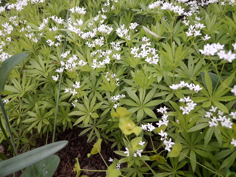  - Din gradină - 2019