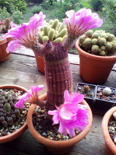  - cactusi 2019