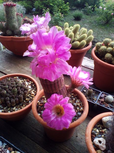 - cactusi 2019