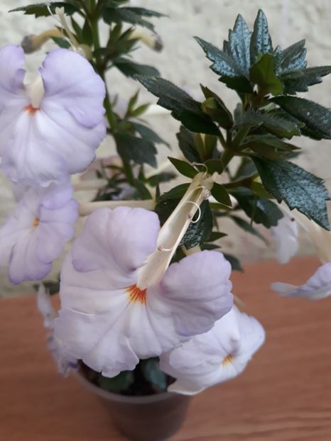 Sfasiatele! - R20 - Crystalynn