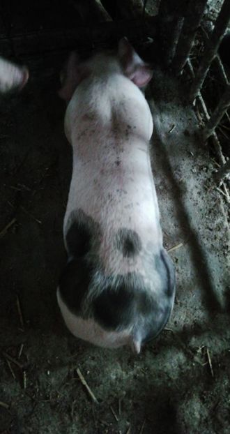  - vieruti si scrofite Pietrain pentru reproducere