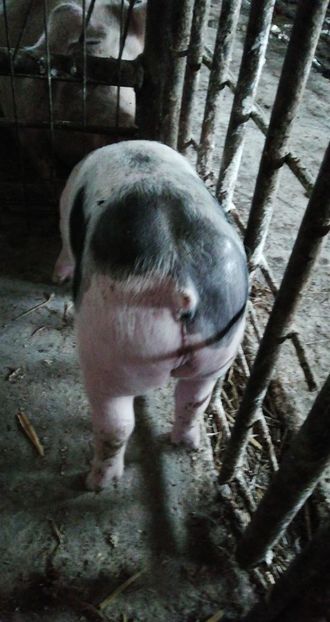  - vieruti si scrofite Pietrain pentru reproducere