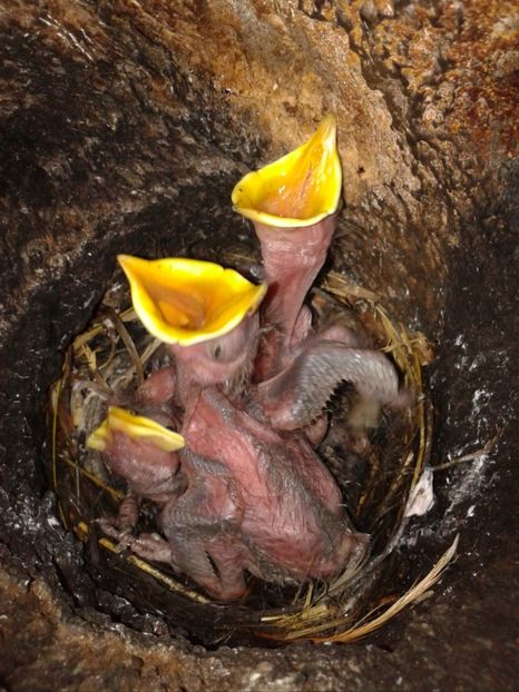 ...Dar au aparut puii :)) - AAAAAA_CUIB GRAURI 2018_2019_2020_2022_2023